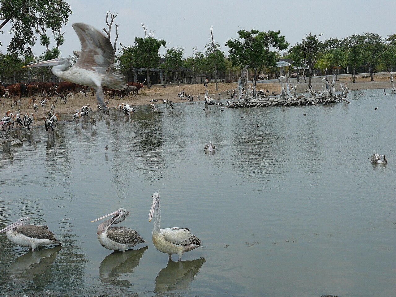 Safari World Bangkok: drive-through zoo, Marine Park and tickets