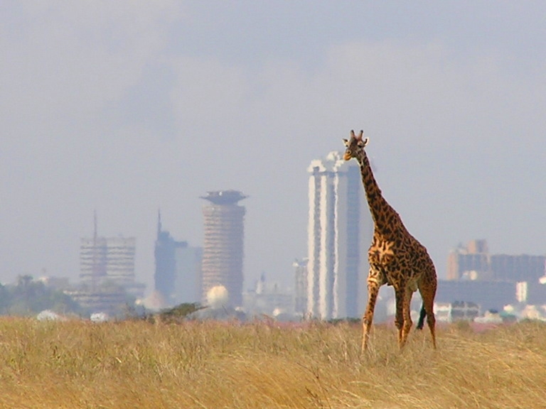 Parc national de Nairobi : safari à 7 km du centre-ville, tarif et conseils