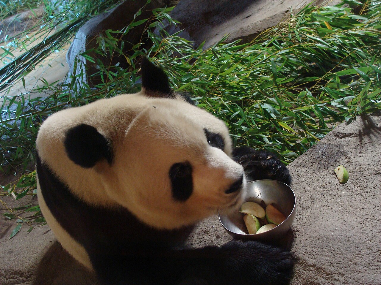 Panda géant au Zoo Aquarium de Madrid