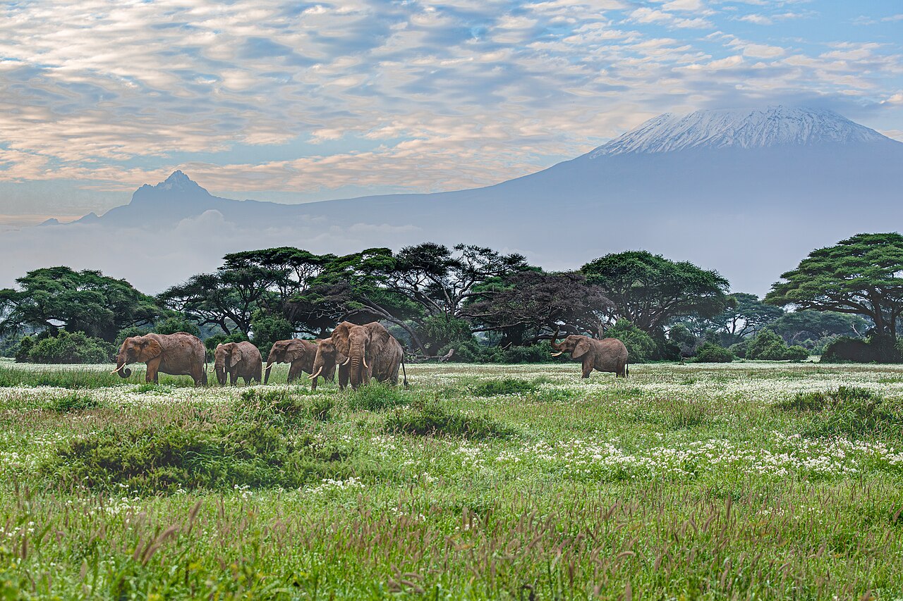 Masai Mara ou Amboseli : quel parc choisir pour votre safari