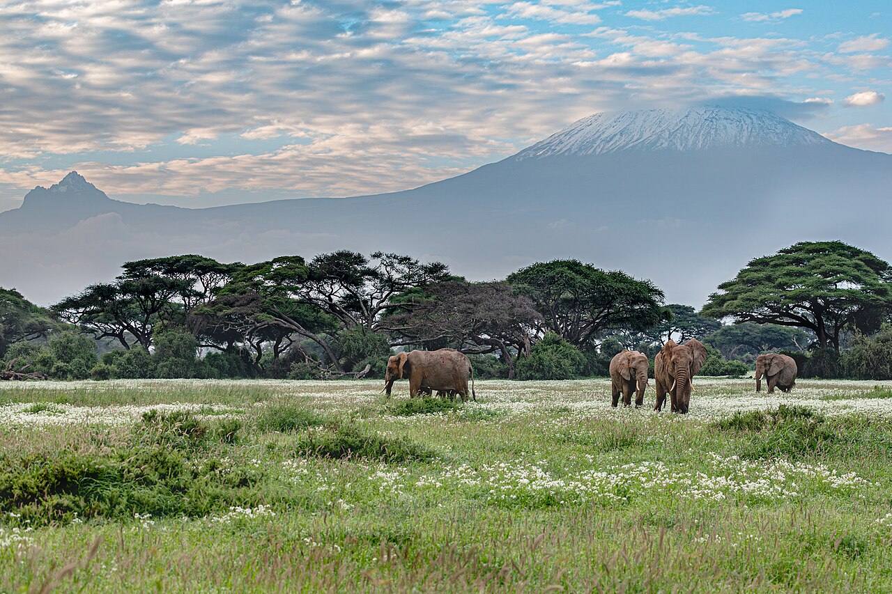 Amboseli National Park: elephants at the foot of Kilimanjaro, fees and tips