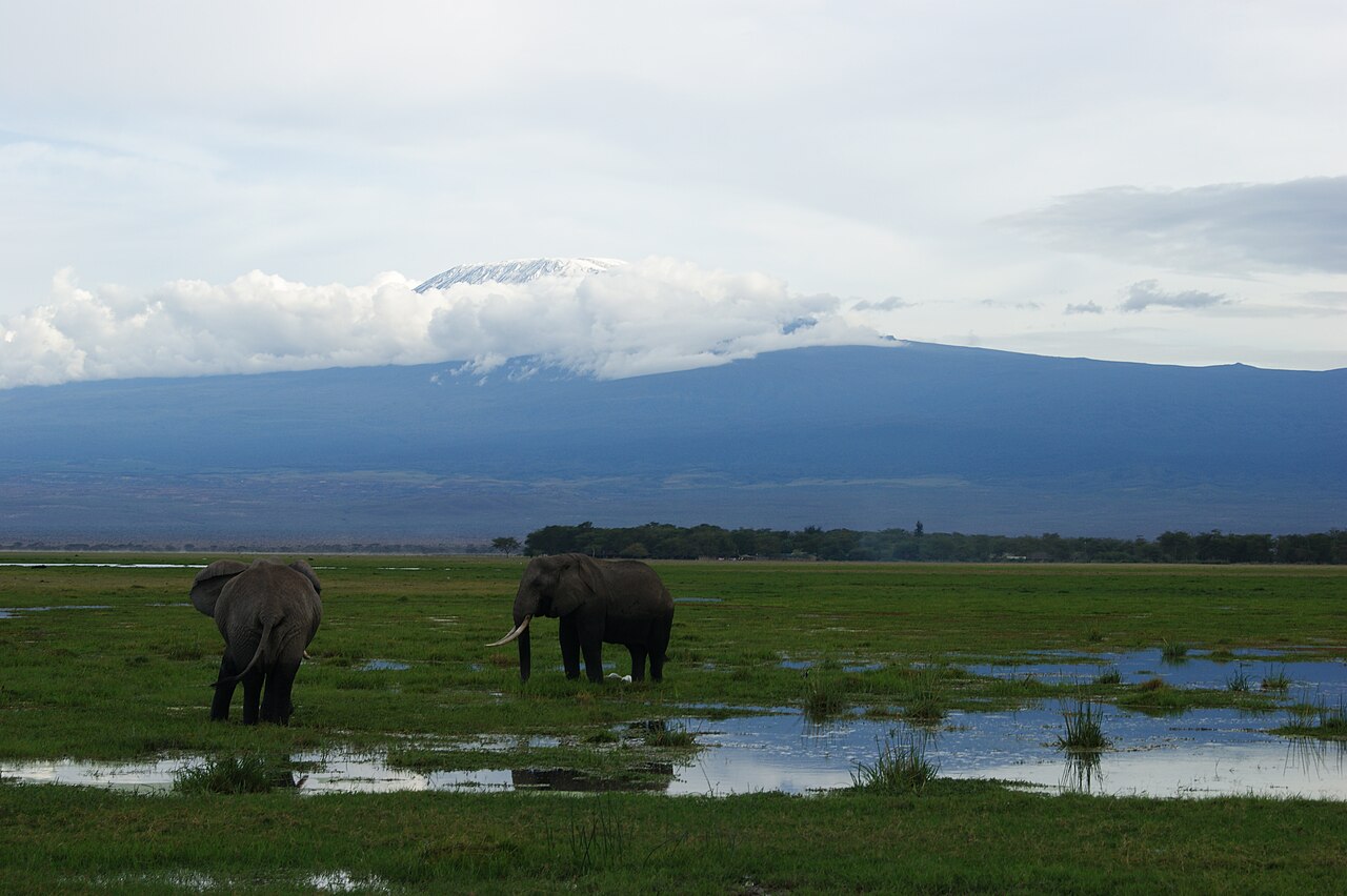 Parc national d'Amboseli : éléphants au pied du Kilimandjaro, tarif et conseils