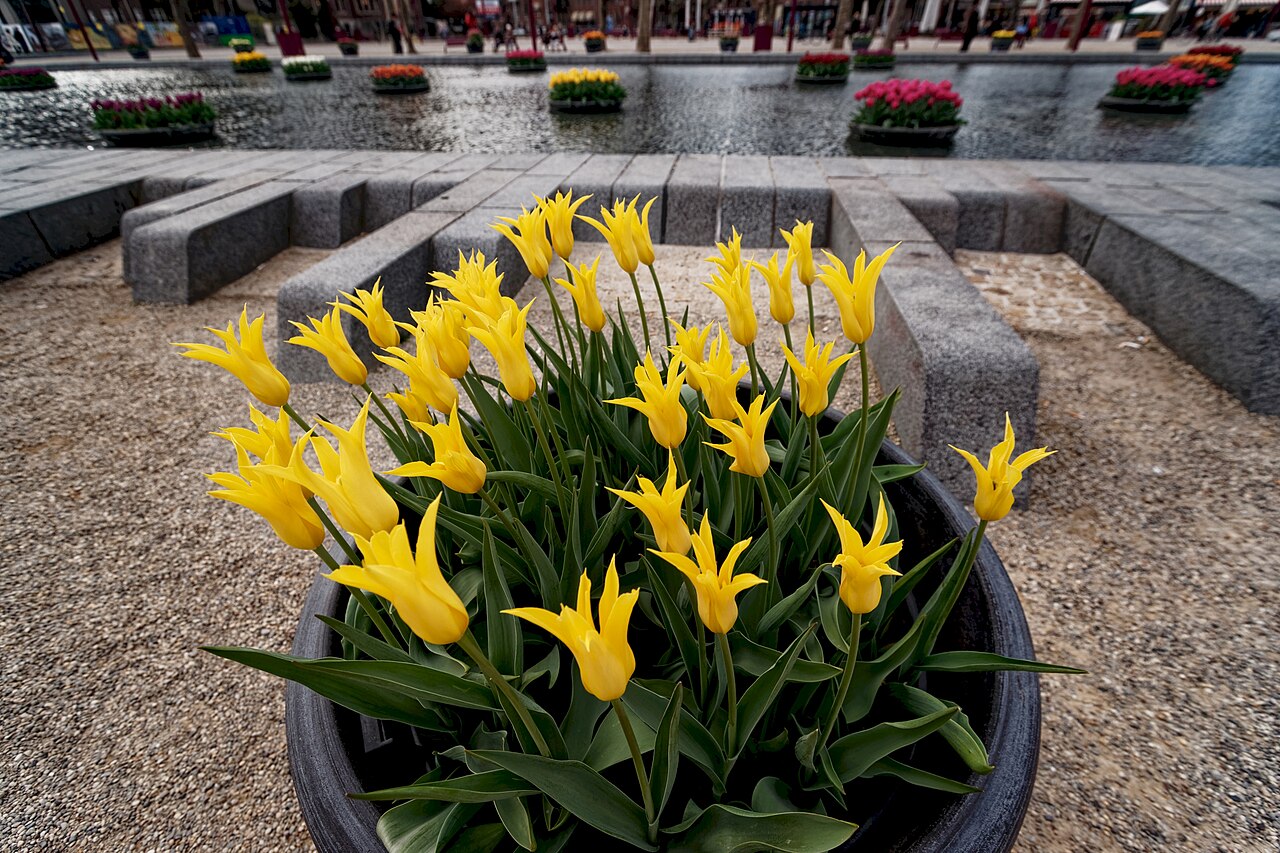 Tulpen in bakken en op vlotten rond de vijver op het Museumplein