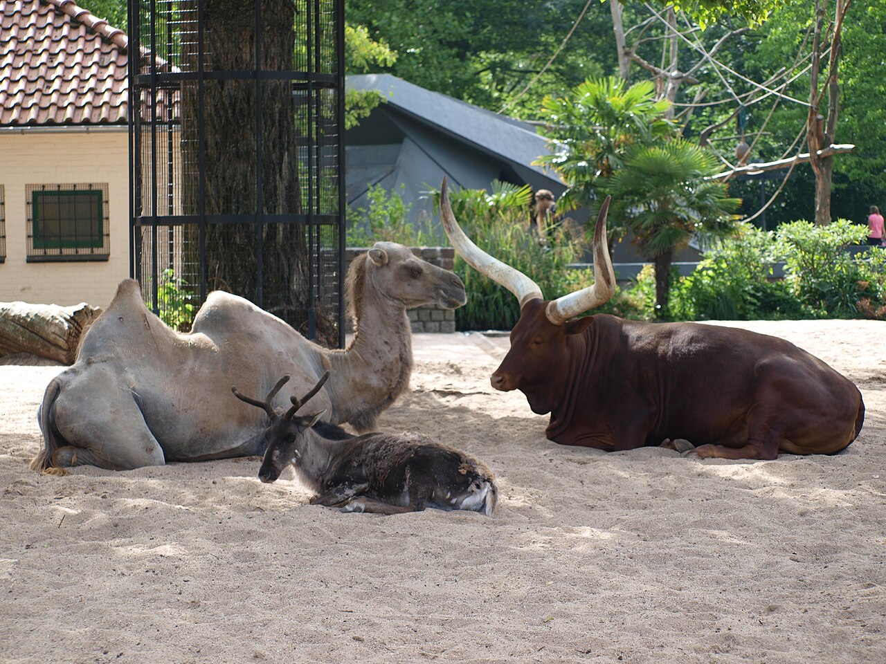 Artis : le zoo d'Amsterdam, billets, horaires et conseils