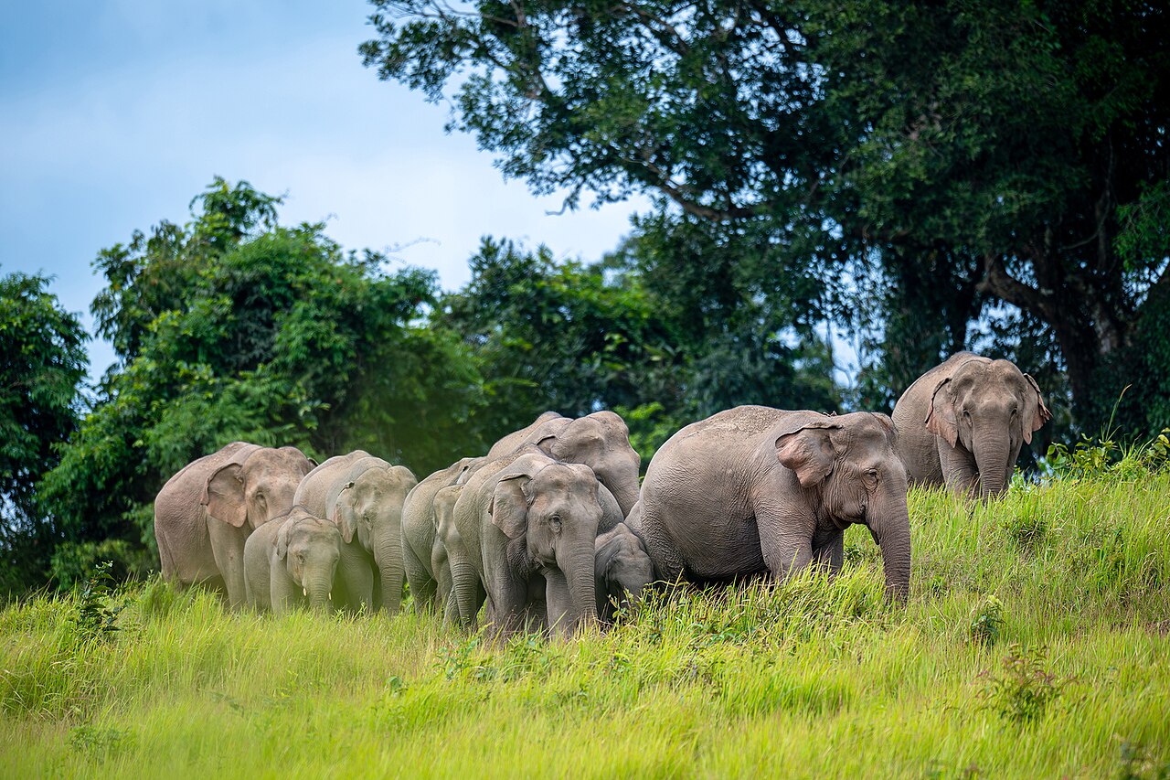 Voir des éléphants près de Bangkok de façon éthique