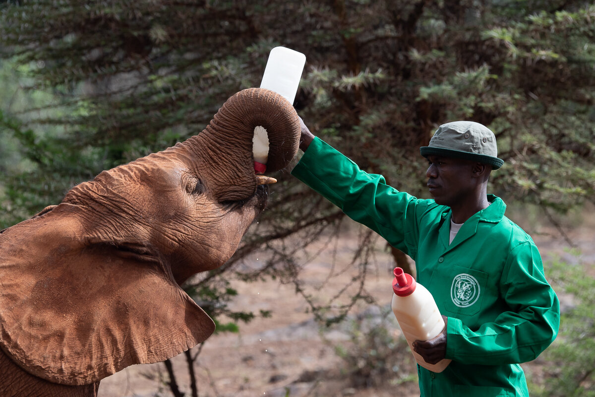Sheldrick-Elefantenwaisenhaus: Öffnungszeiten, Reservierung und Patenschaft