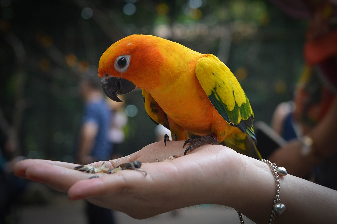 Un perroquet posé sur la main d'une visiteuse à Safari World