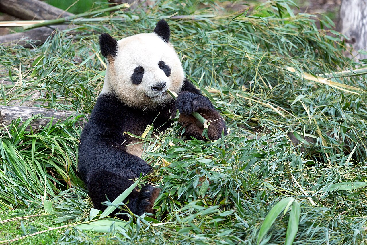 Zoo de Berlin et aquarium : billets, horaires, pandas et conseils
