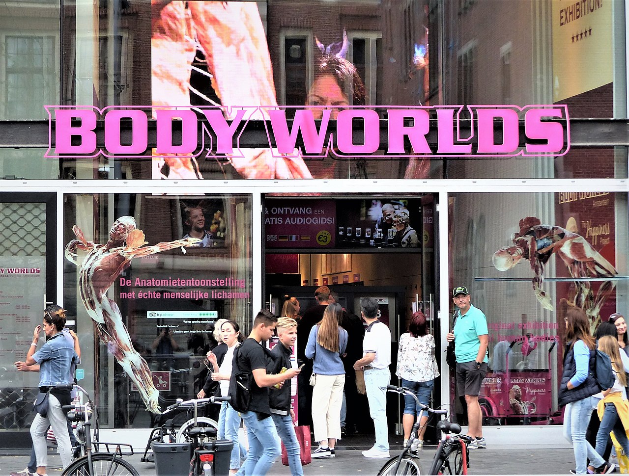 Body Worlds Amsterdam : billets, horaires et durée de visite