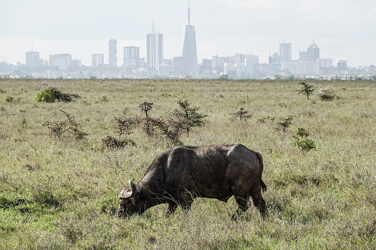 Parc national de Nairobi : safari à 7 km du centre-ville, tarif et conseils