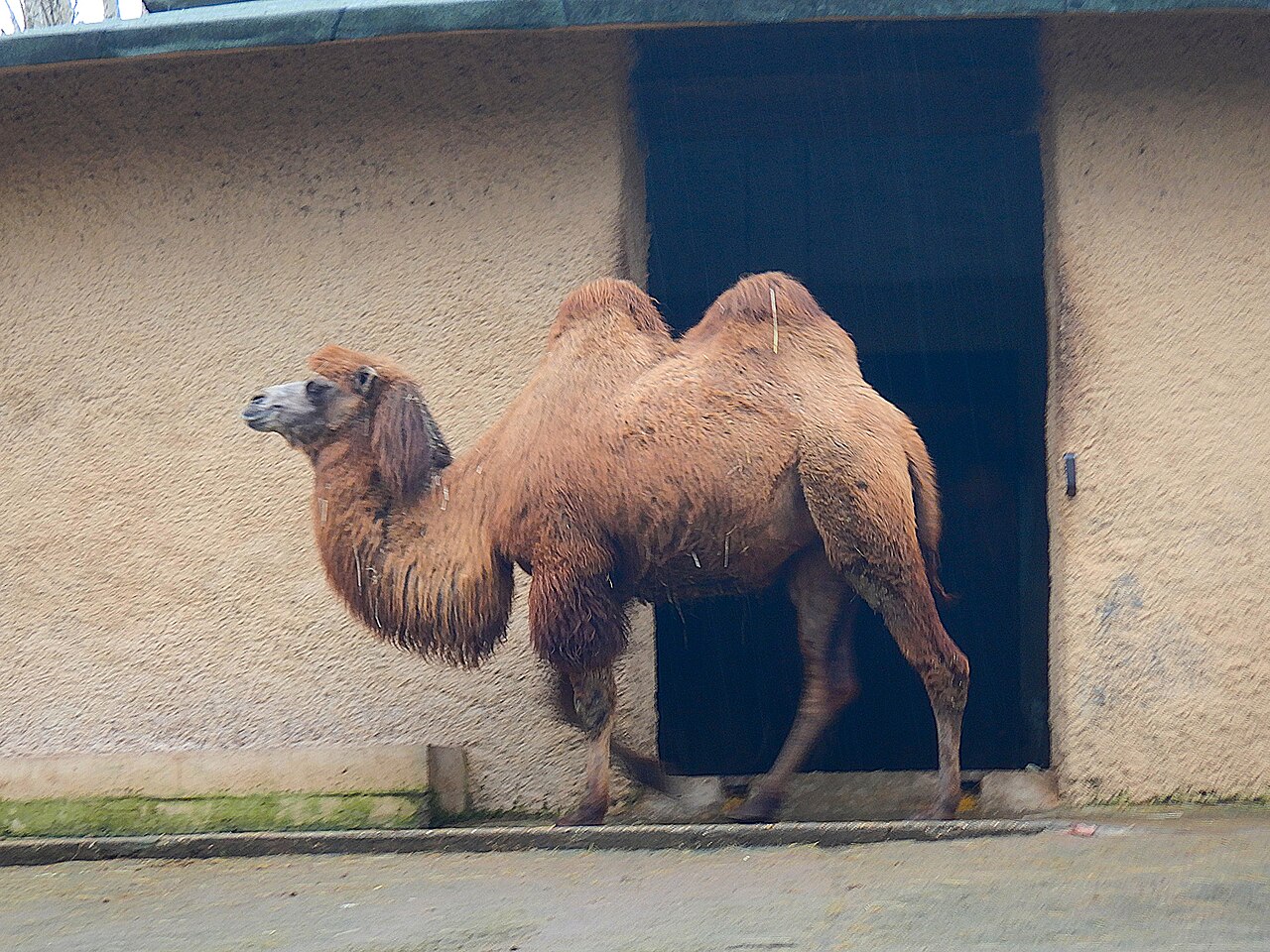 アジアとアフリカの動物たち
