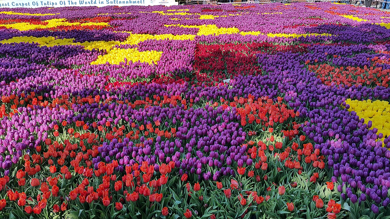 La place Sultanahmet et le tapis de tulipes