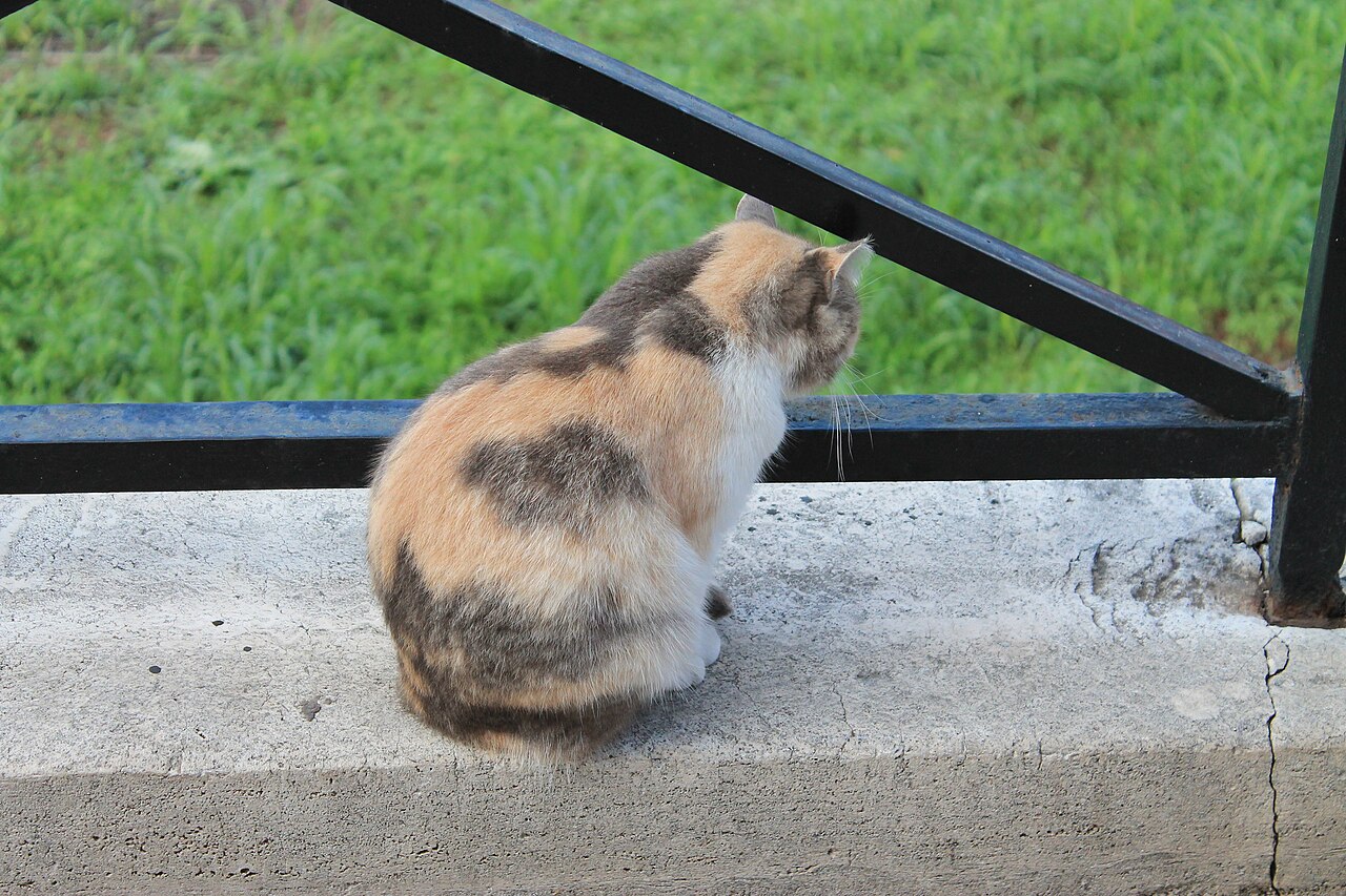 猫の保護施設