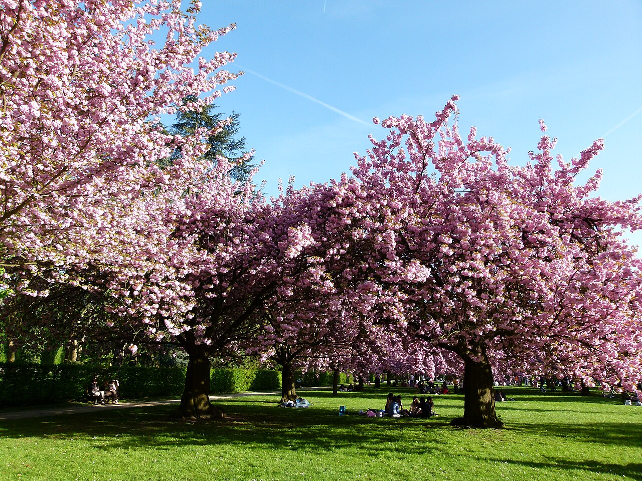 Rosa blühende Kirschbäume im Parc de Sceaux