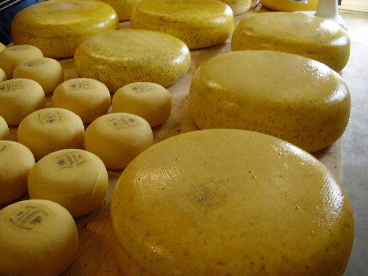 Meules de gouda aux herbes en cours d'affinage