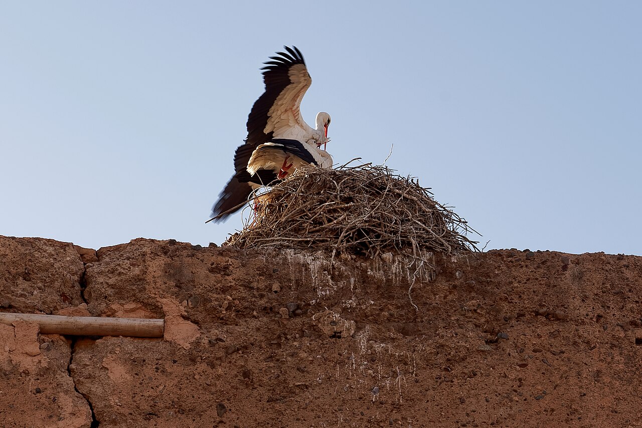 Stork nest on the walls of El Badi Palace