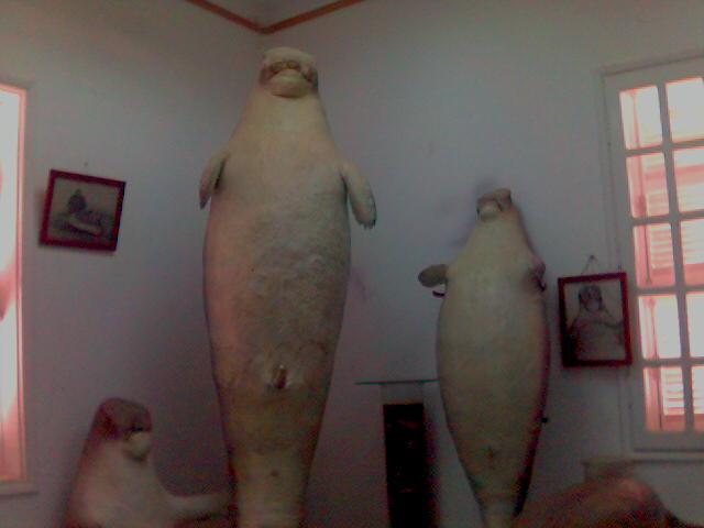 Les dugongs naturalisés