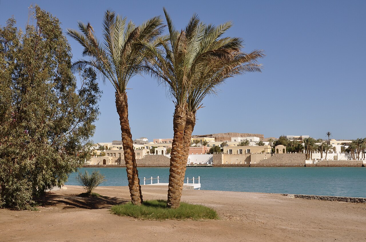 Les lagunes et leurs palmiers