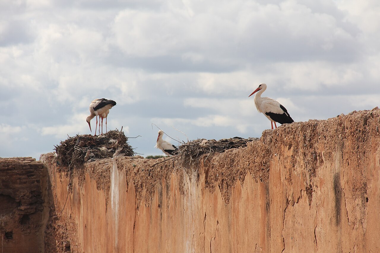 Storks and nests on the rammed-earth walls of El Badi Palace