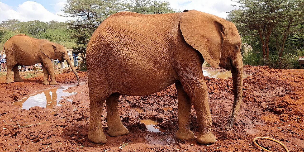 Orphelinat d'éléphants Sheldrick : horaires, réservation et parrainage