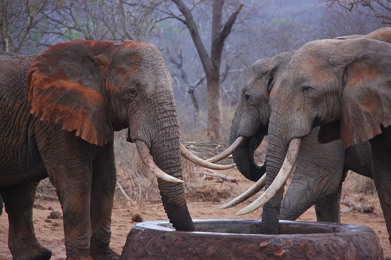 Parque nacional de Tsavo Este: elefantes rojos, Lugard Falls y tarifas