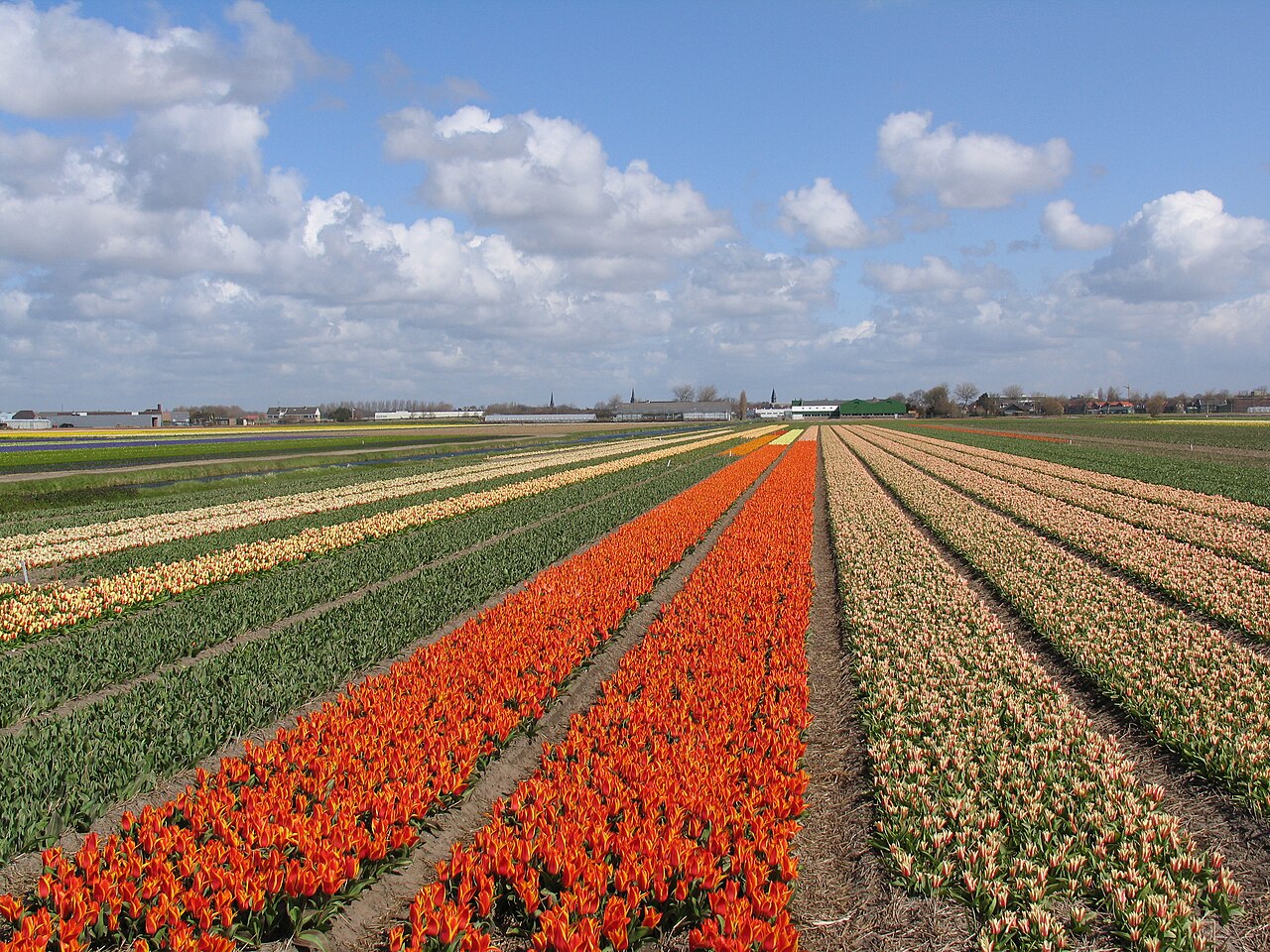 Tulpen zien in Amsterdam: wanneer, waar en hoe