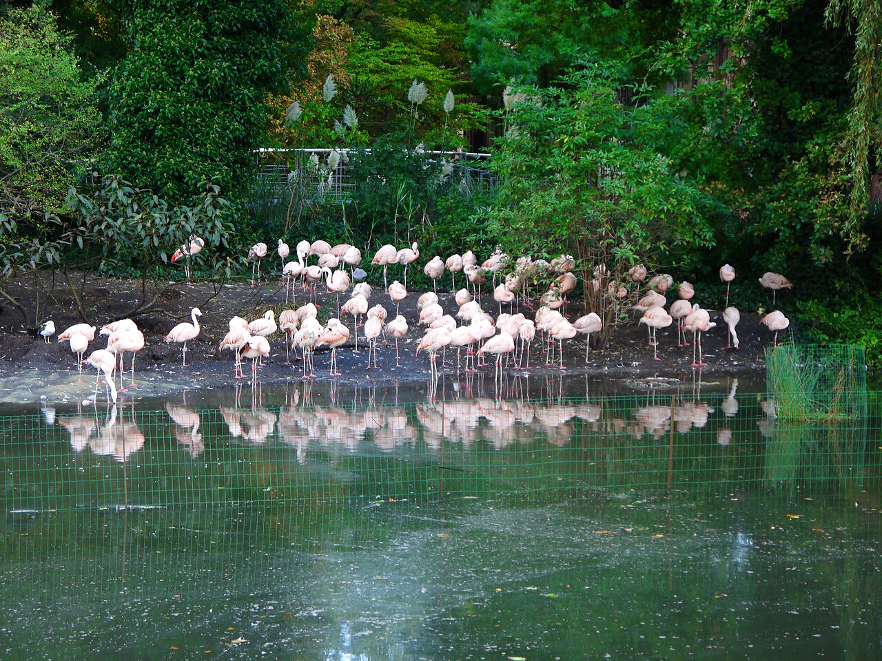 Artis : le zoo d'Amsterdam, billets, horaires et conseils