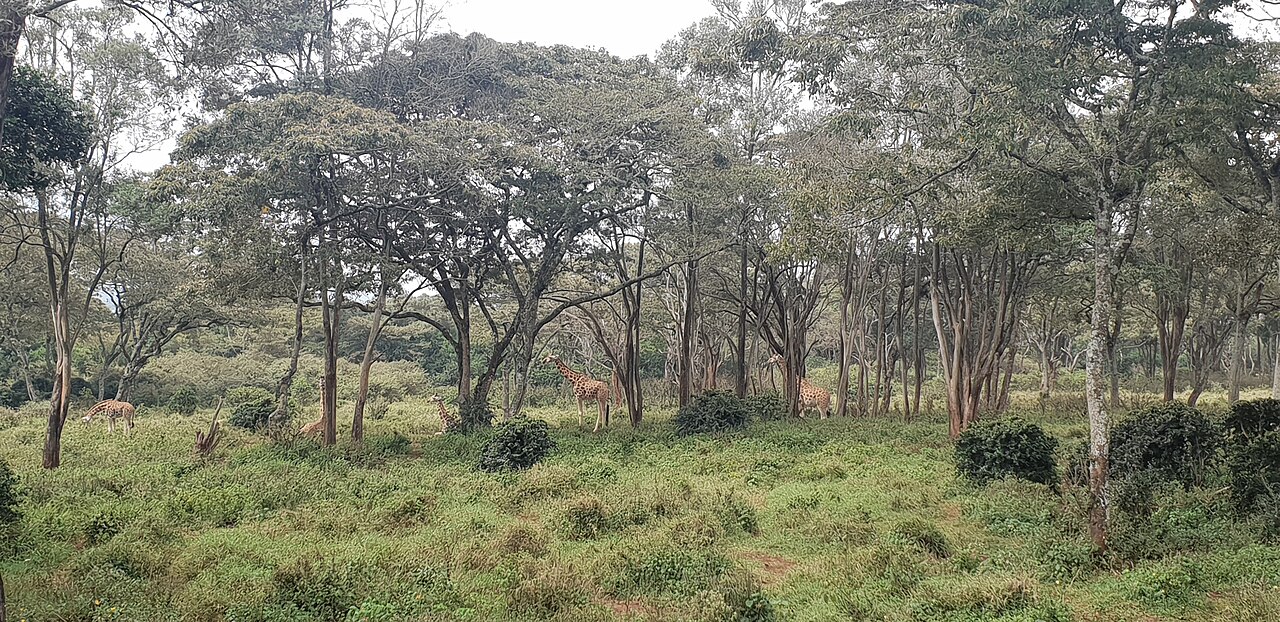 Centre des girafes de Nairobi : nourrir les girafes de Rothschild, tarif et horaires