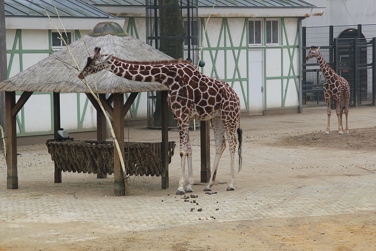 Giraffes in their enclosure at Artis Zoo