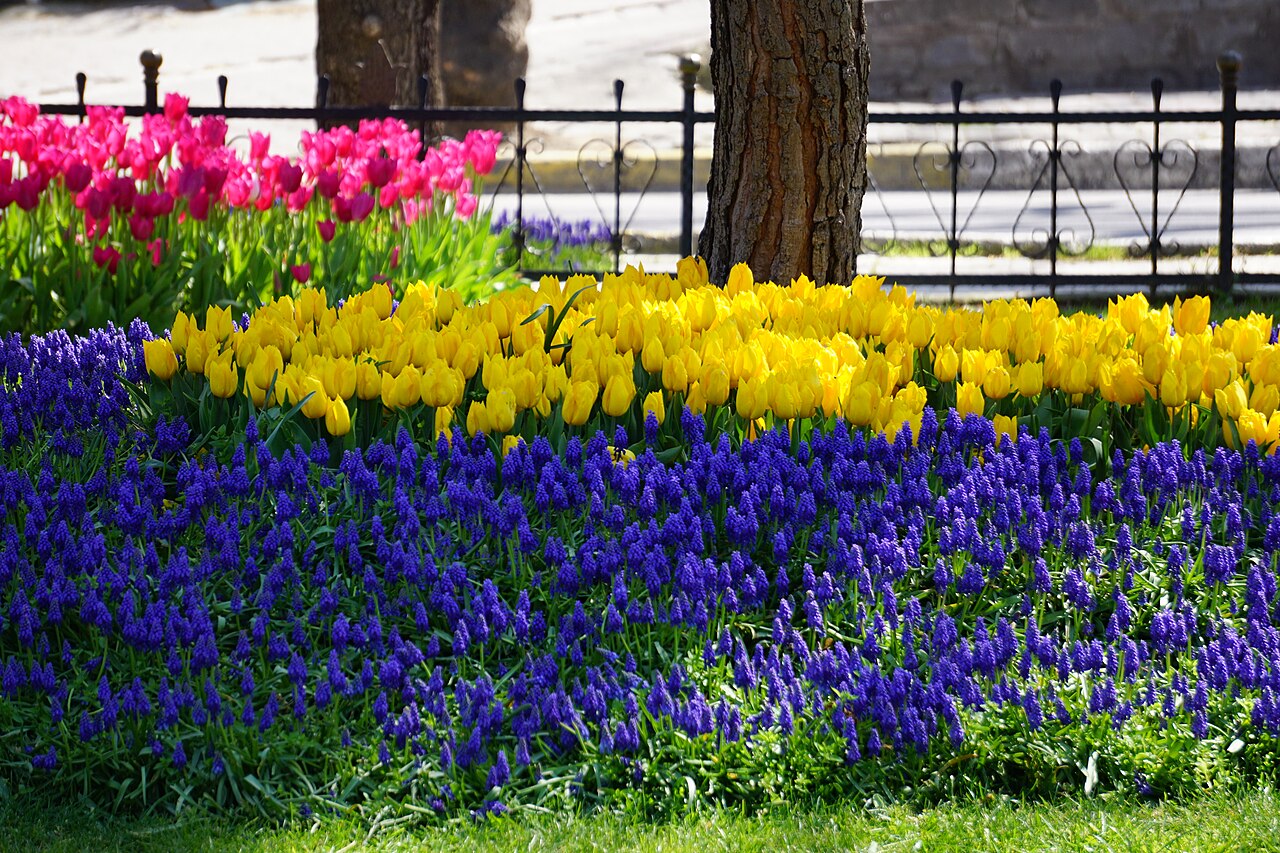 Tulipes et muscaris en fleur dans le parc de Gülhane