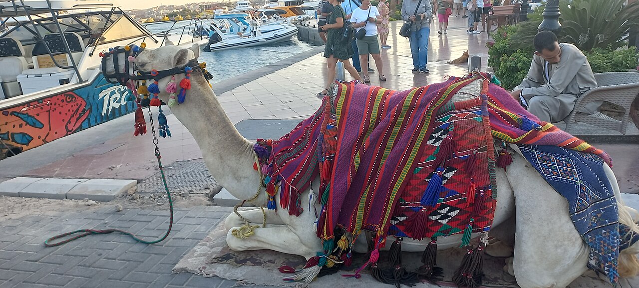 Sakkala à Hurghada : le centre animé, restaurants, marina et soirées
