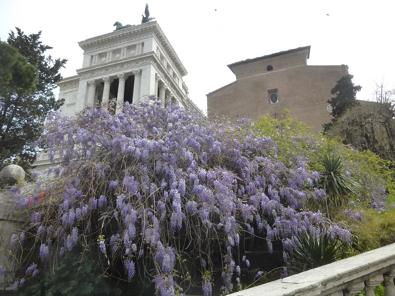 Glycine en fleur au pied du Vittoriano, sur la colline du Capitole