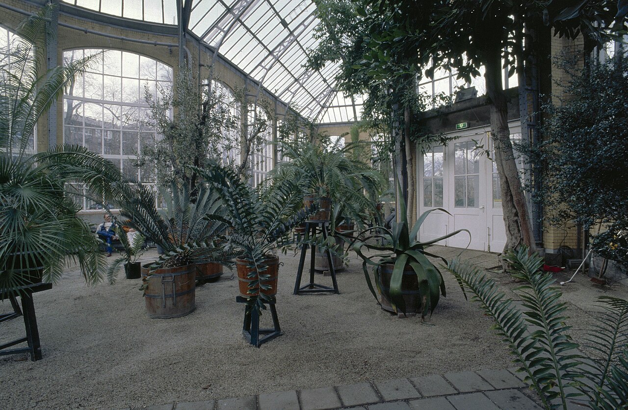 Hortus Botanicus : le jardin botanique d'Amsterdam