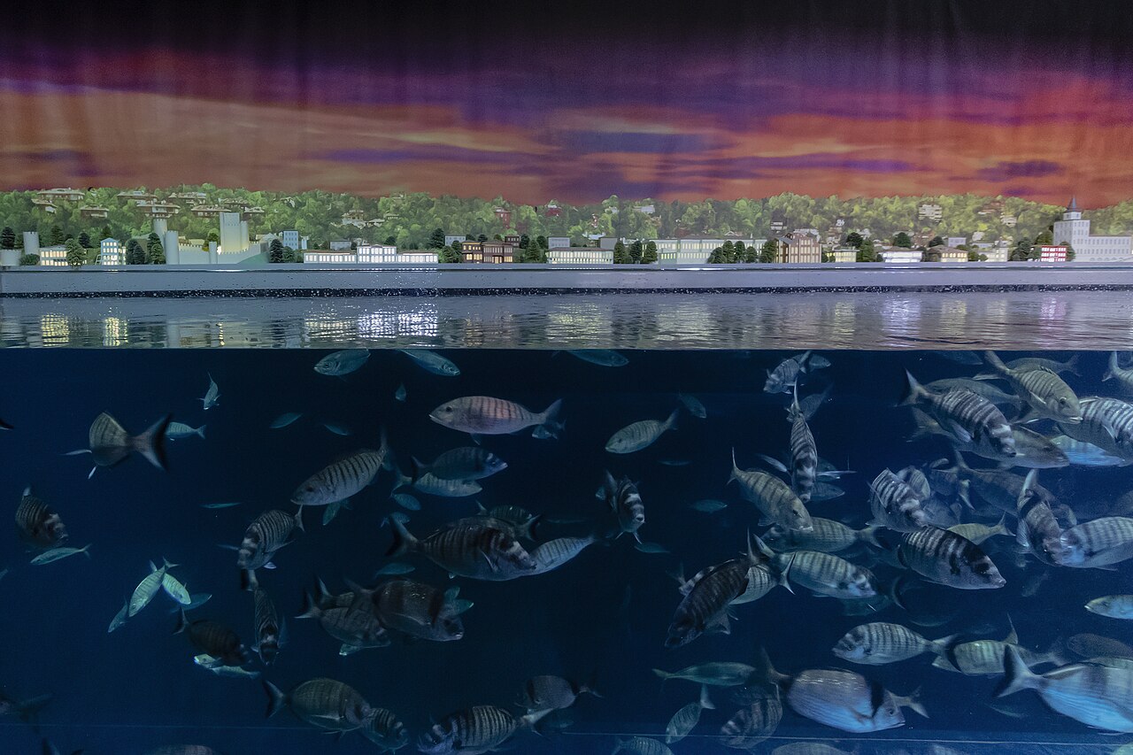 Un grand bassin de l'aquarium d'Istanbul, à Florya