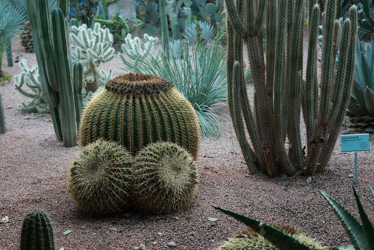 Le jardin de cactus