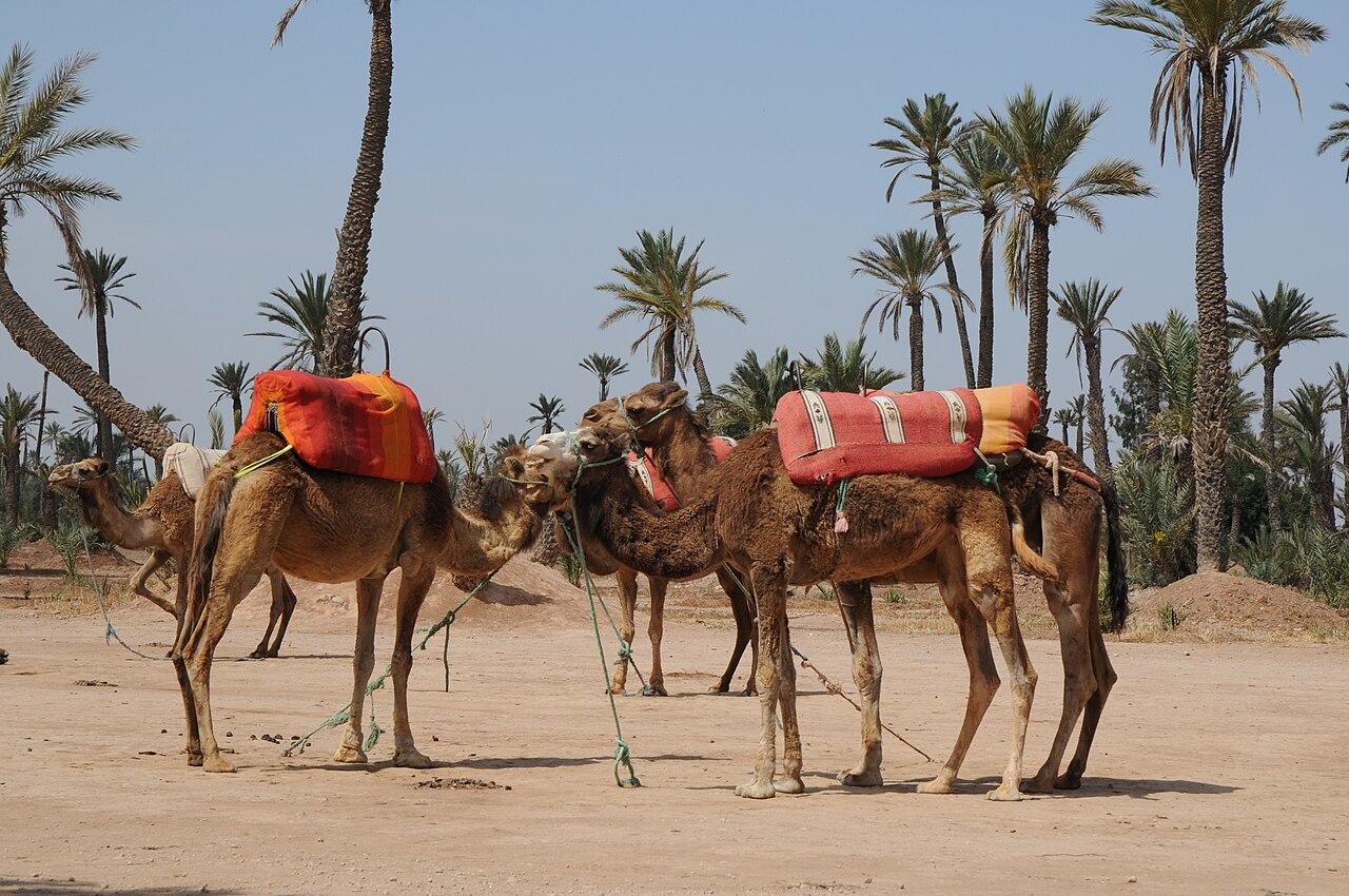 Dromadaires dans la Palmeraie de Marrakech