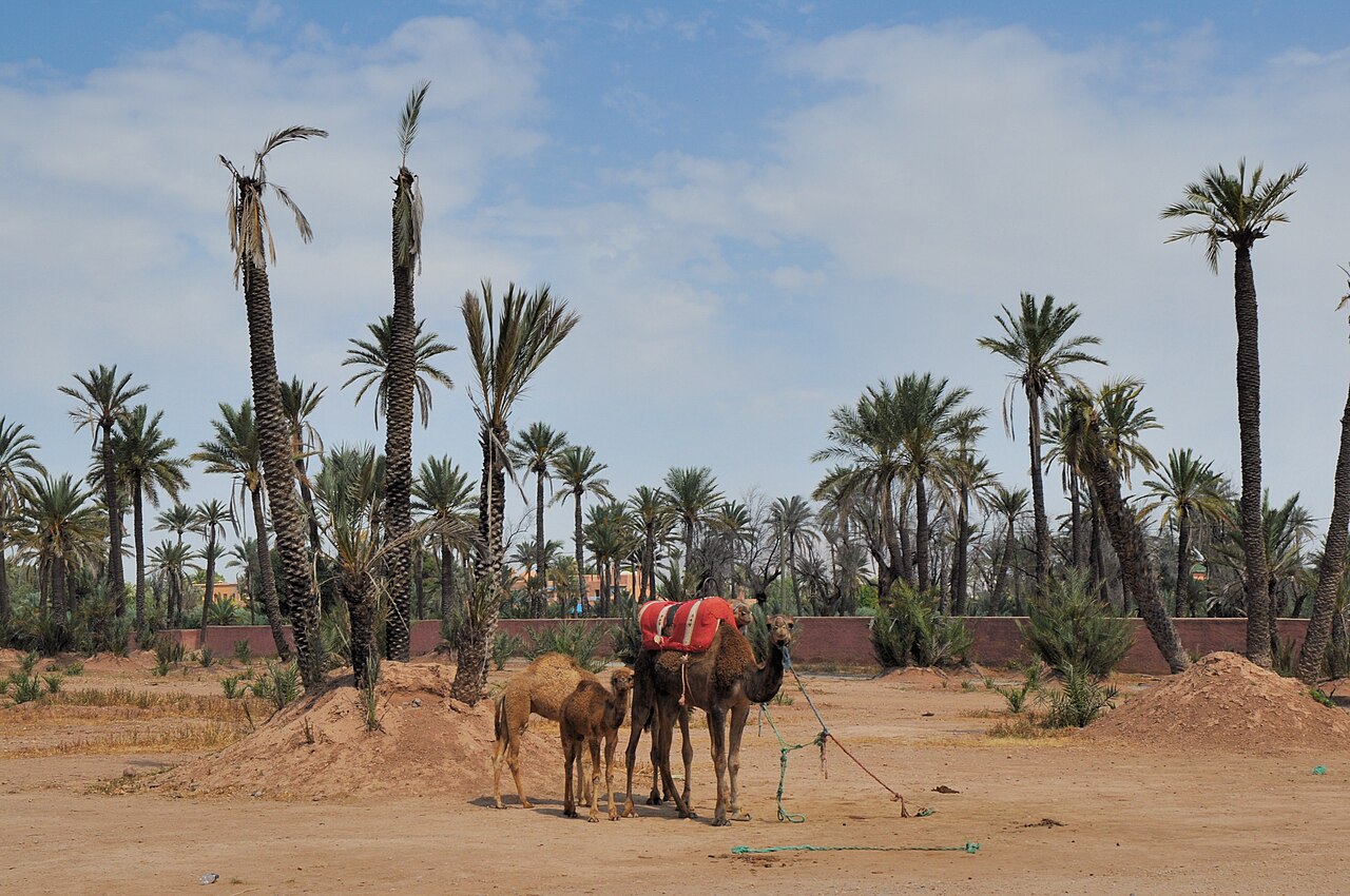 Musée de la Palmeraie à Marrakech : art contemporain et jardins, horaires et tarif