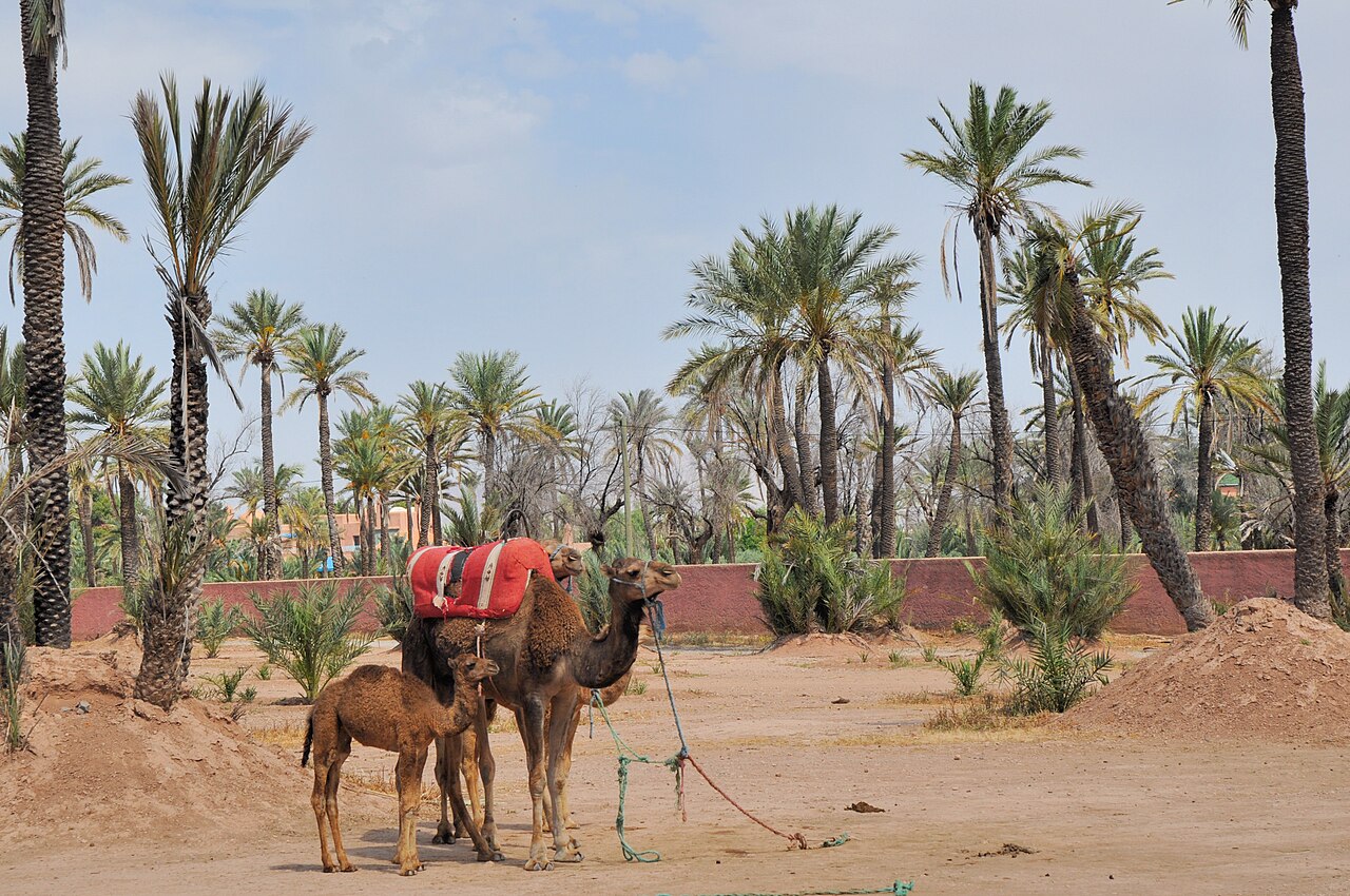 Musée Farid Belkahia : la maison-atelier du peintre dans la palmeraie de Marrakech