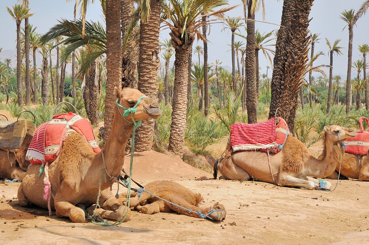 Marrakech avec des enfants : que faire en famille, lieux et conseils