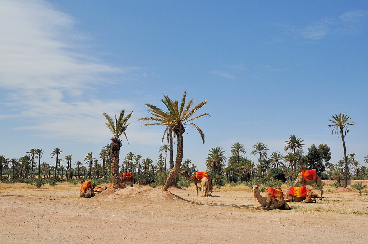 Musée Farid Belkahia : la maison-atelier du peintre dans la palmeraie de Marrakech
