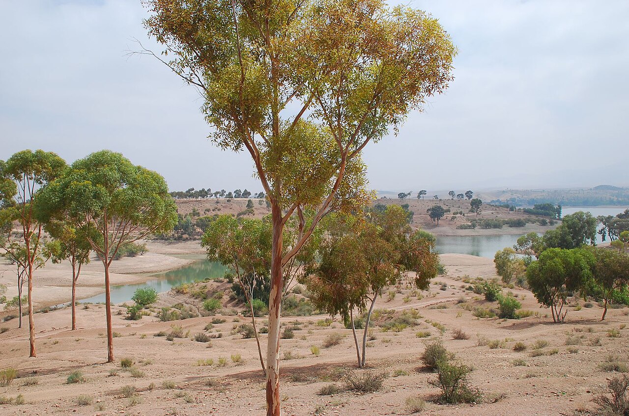 Rives du lac Lalla Takerkoust bordées d'eucalyptus, avec les collines en arrière-plan