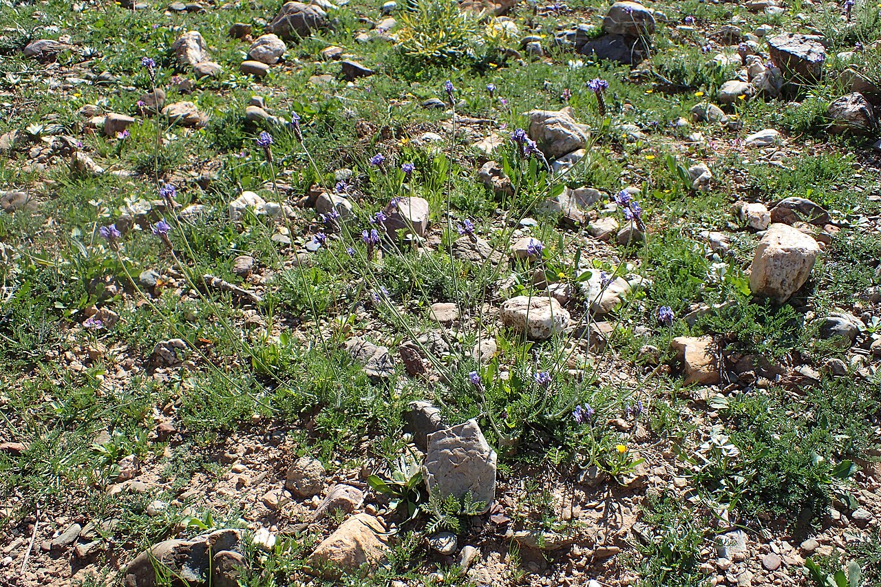 Nectarome Bio-Aromatic Garden in the Ourika Valley: visit, prices and access