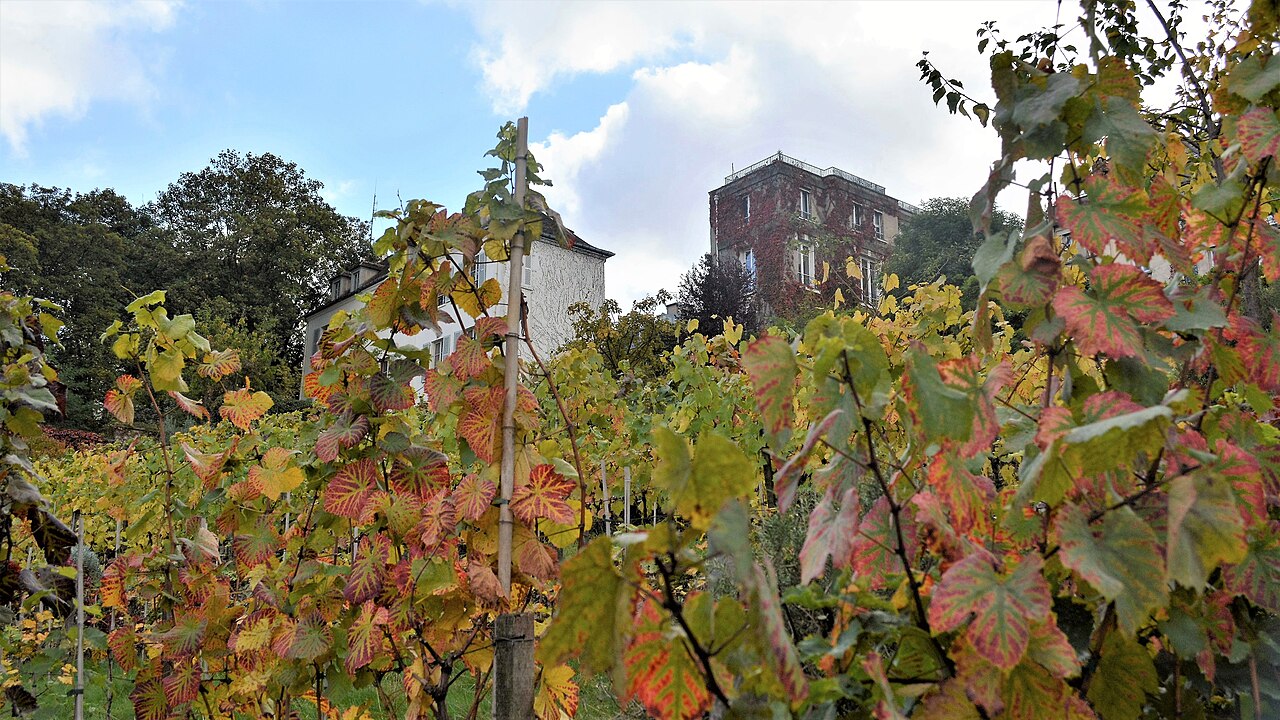 Les visites des vignes
