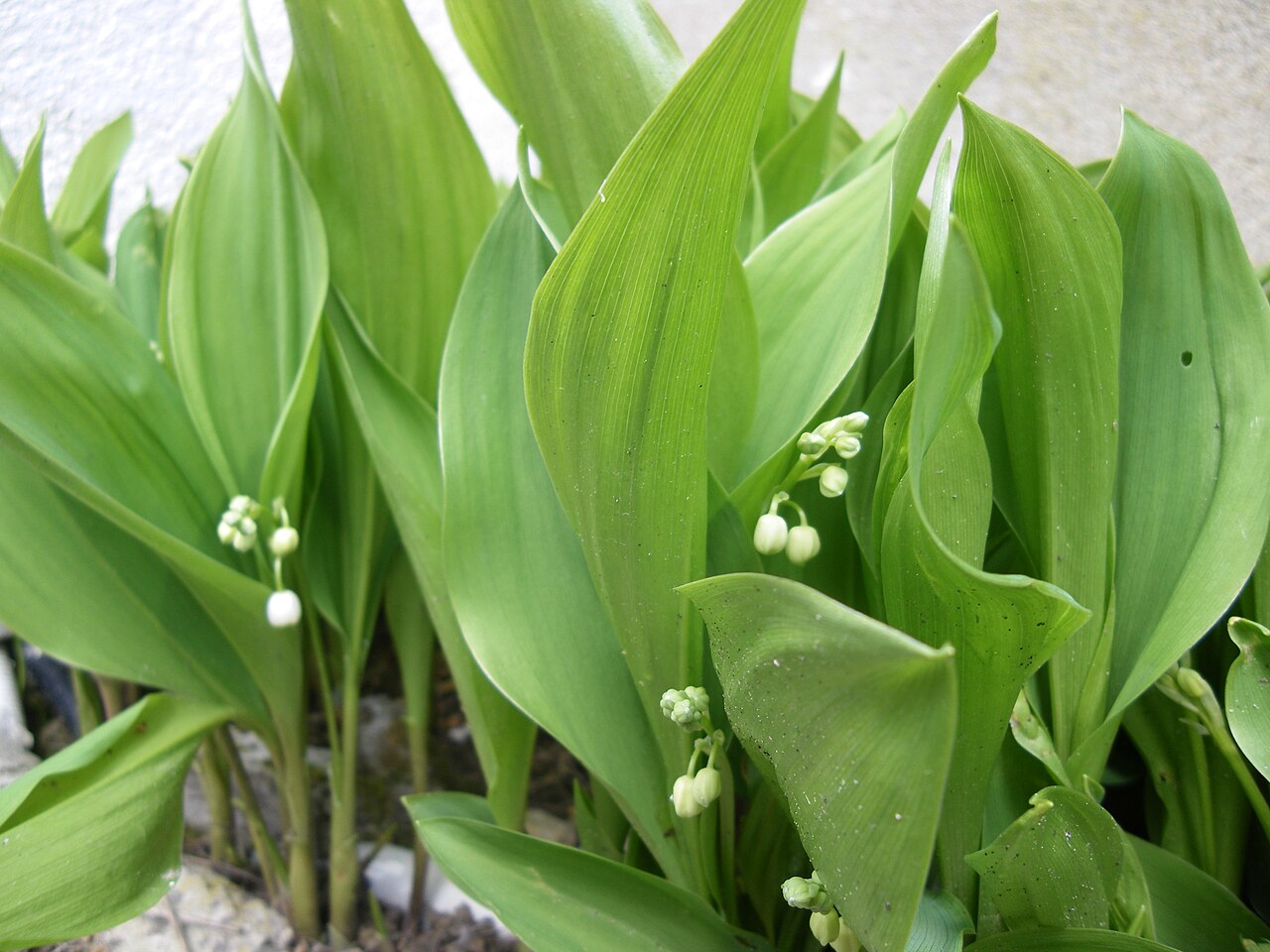 Rametti di mughetto, il fiore che si regala il 1° maggio