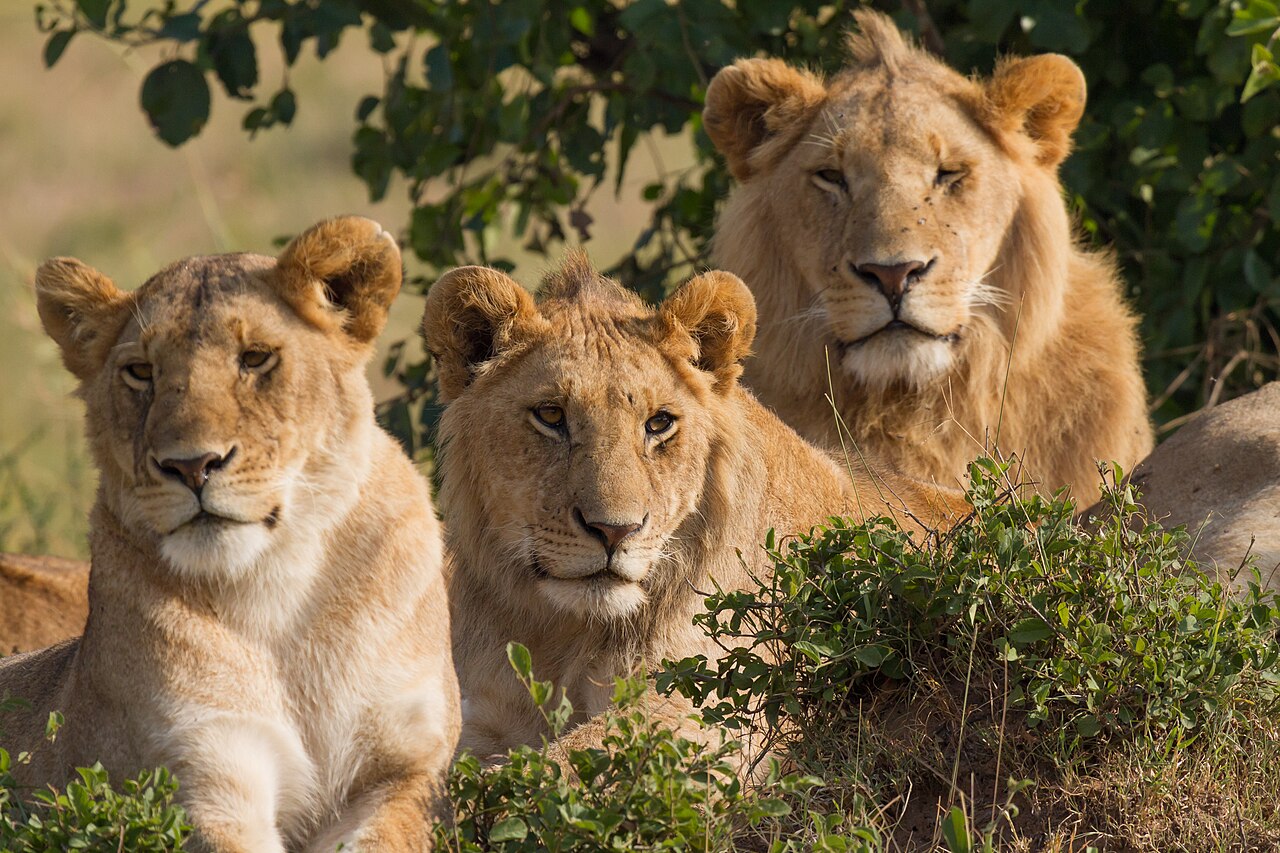 Safari al Masái Mara desde Nairobi: 2, 3 o 4 días, precios y qué incluye