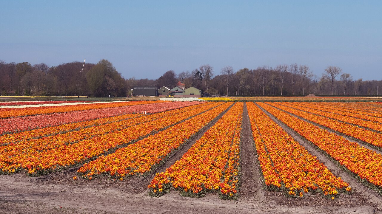 Veld met oranje tulpen bij Lisse, in de Bollenstreek