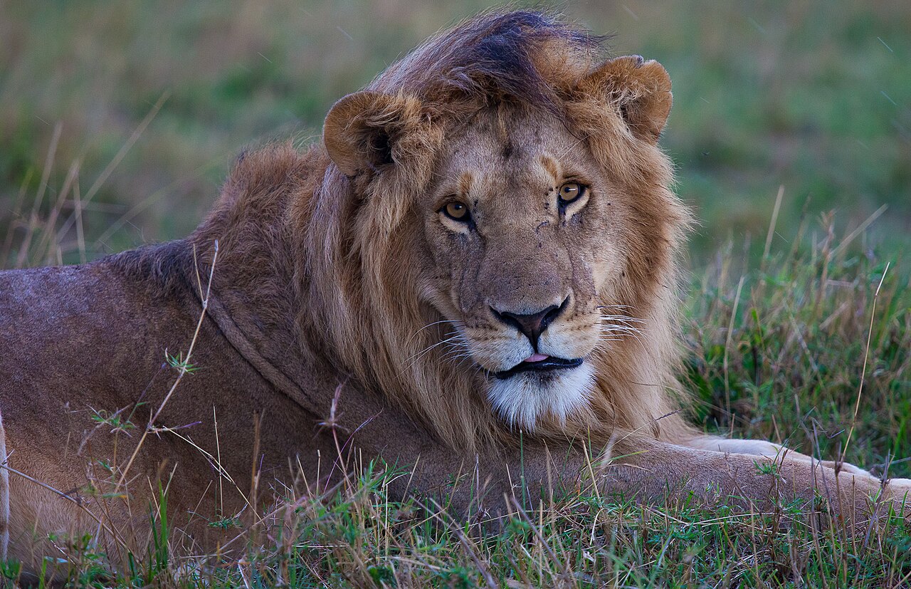 Safari et plage au Kenya : combiner Masai Mara et Diani