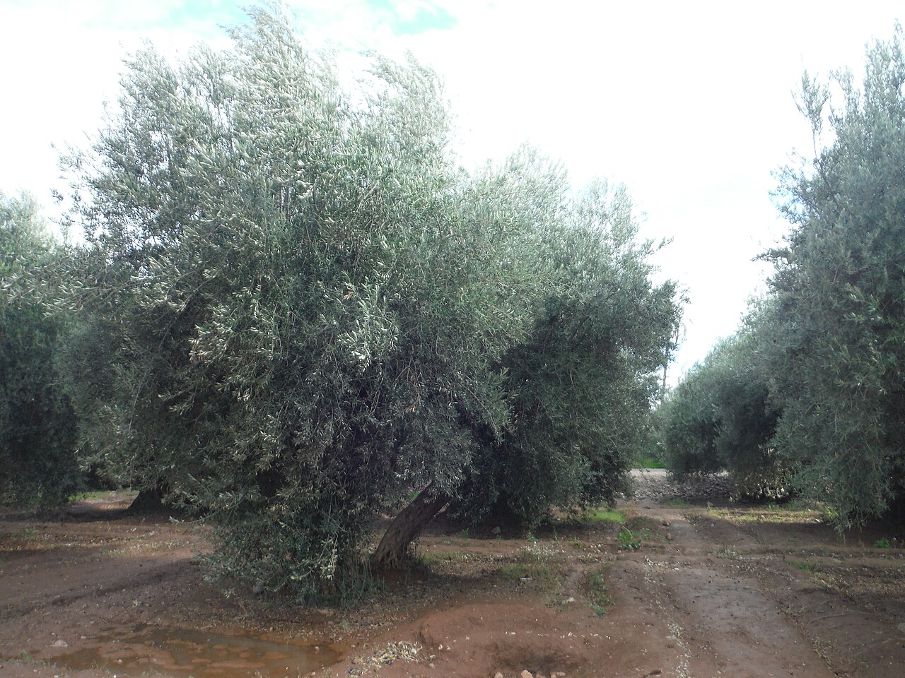 Les oliveraies