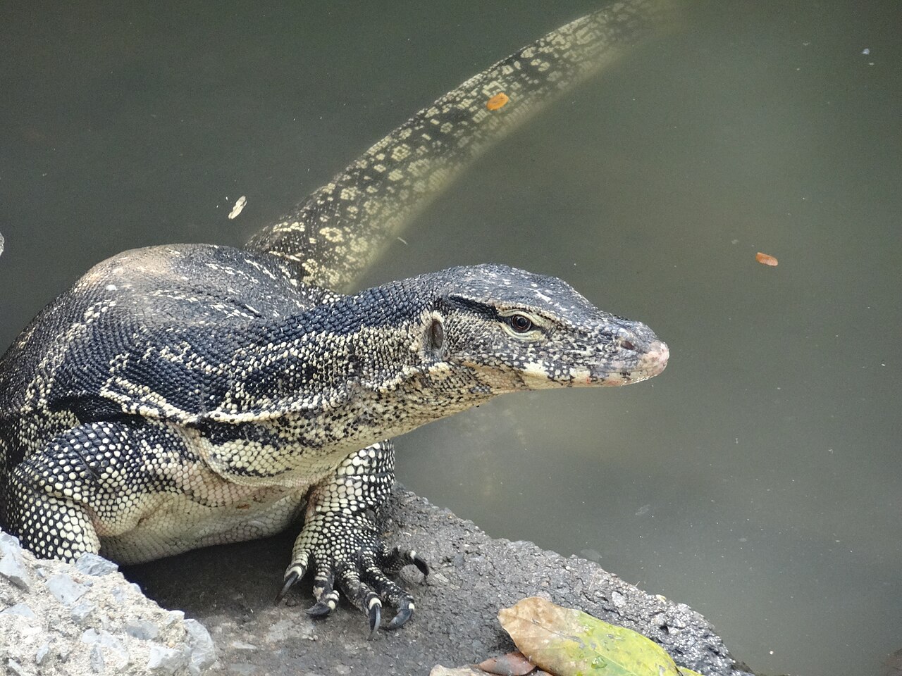 Parc Lumphini : varans, lac et jogging au cœur de Bangkok