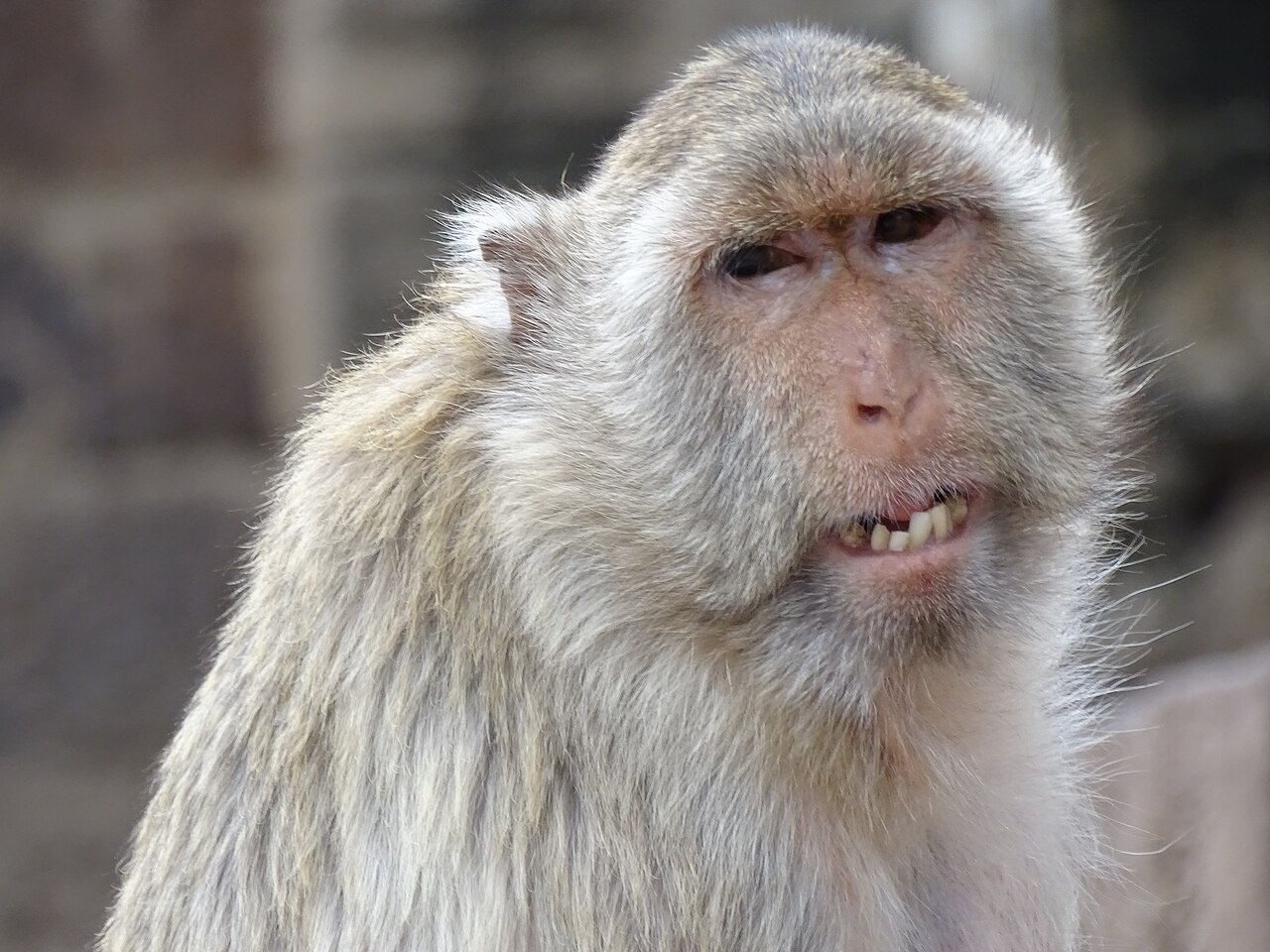 Lopburi from Bangkok: the monkey town and its Khmer temples